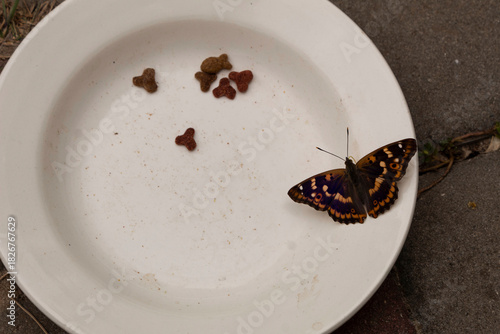 A bright butterfly landed on a plate of cat food.