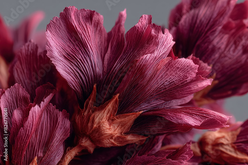 Close-up of vibrant purple and red hibiscus petals with detailed texture