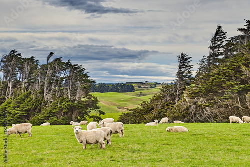 New Zealand landscape, sheep grazing on the green meadows