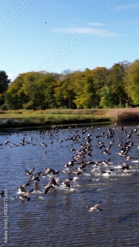 Wallpaper Mural Geese take flight on a beautiful Autumn day  Torontodigital.ca