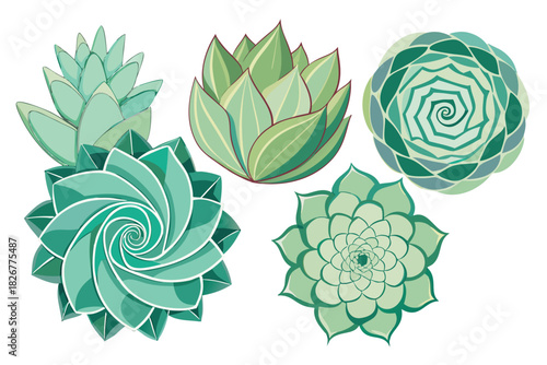 Green Succulent Plants Top View Vector Set