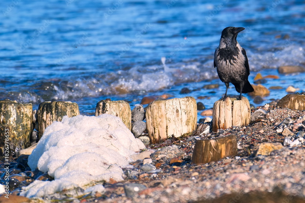 Obraz premium Nebelkrähe bei der Futtersuche an der Ostsee 