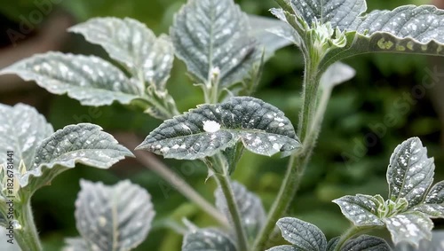 Detailed 4K Ultra HD garden close up view of the beautiful silvery gray leaves of a Dusty Miller plant in a lush garden setting showcasing its distinctive unique texture and soft appearance