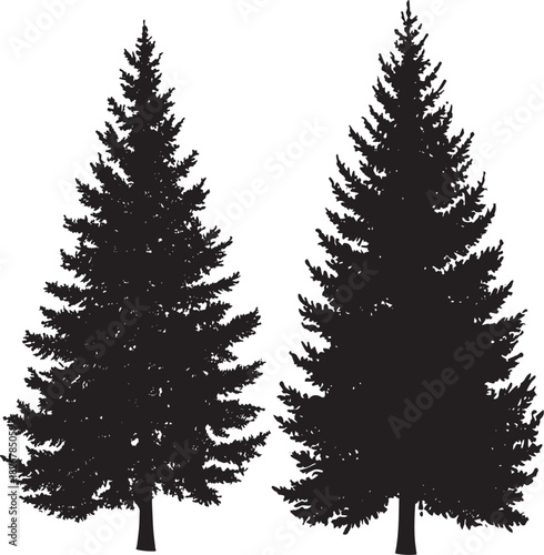 Two tall, slender evergreen trees with dense, needle-like foliage against a white background.