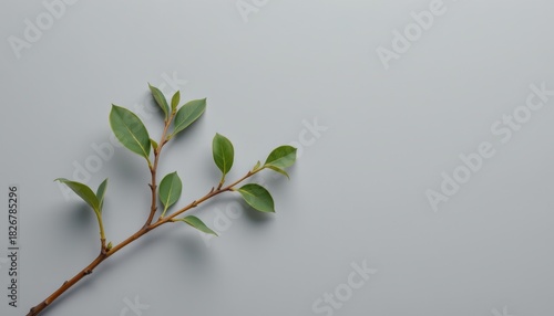 A single green leafy plant branch extends diagonally across a light gray minimalist background surface