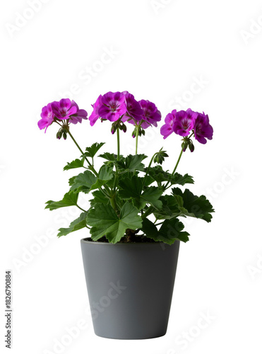 A vibrant, blooming geranium (Pelargonium) with purple or fuchsia flowers and green leaves in a gray pot, isolated on a transparent background.
