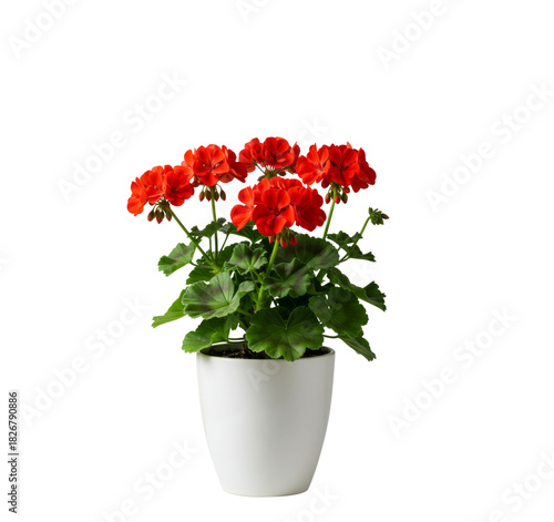 An isolated red geranium (Pelargonium) with bright flowers and green leaves in a clean white pot on a transparent background.
