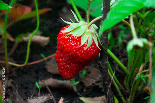 Red ripe strawberries on the bed. Sweet summer strawberries on a green background