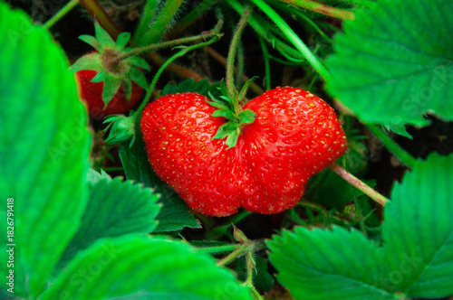 Red ripe strawberries on the bed. Sweet summer strawberries on a green background