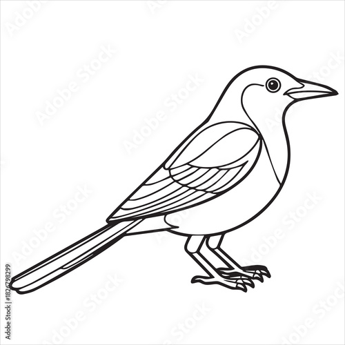 vector illustration of a bird myna