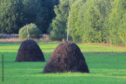 Fototapeta Naklejka Na Ścianę i Meble -  Two haystacks in a meadow on a summer day. A buzzard, a bird of prey, sits on the first stack.
