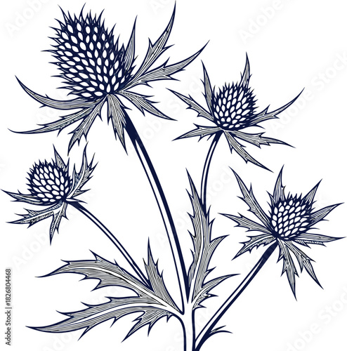 Illustration of Sea Holly flowers with spiky leaves