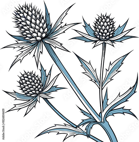 Illustration of Sea Holly flowers with spiky leaves
