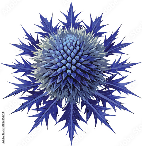 Illustration of Sea Holly flowers with spiky leaves