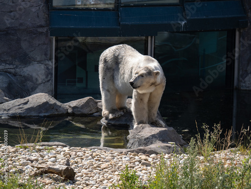 Solitary Polar Bear Gazing Out from Its Habitat