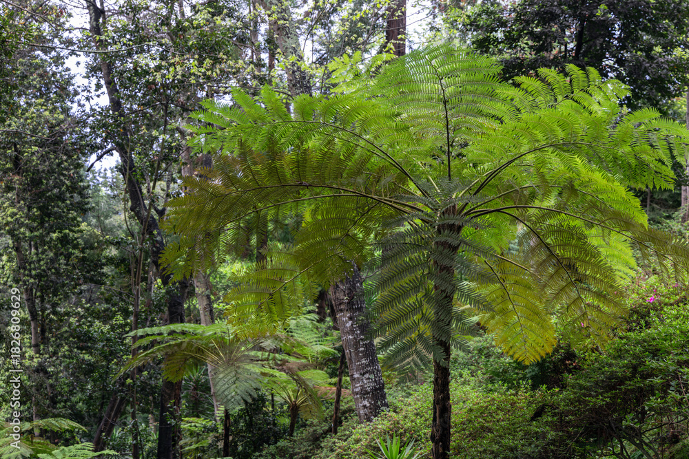 Fototapeta premium Tropical tree fern in lush rainforest canopy, sunlight filtering through delicate fronds creates layered green textures surrounded by dense jungle vegetation