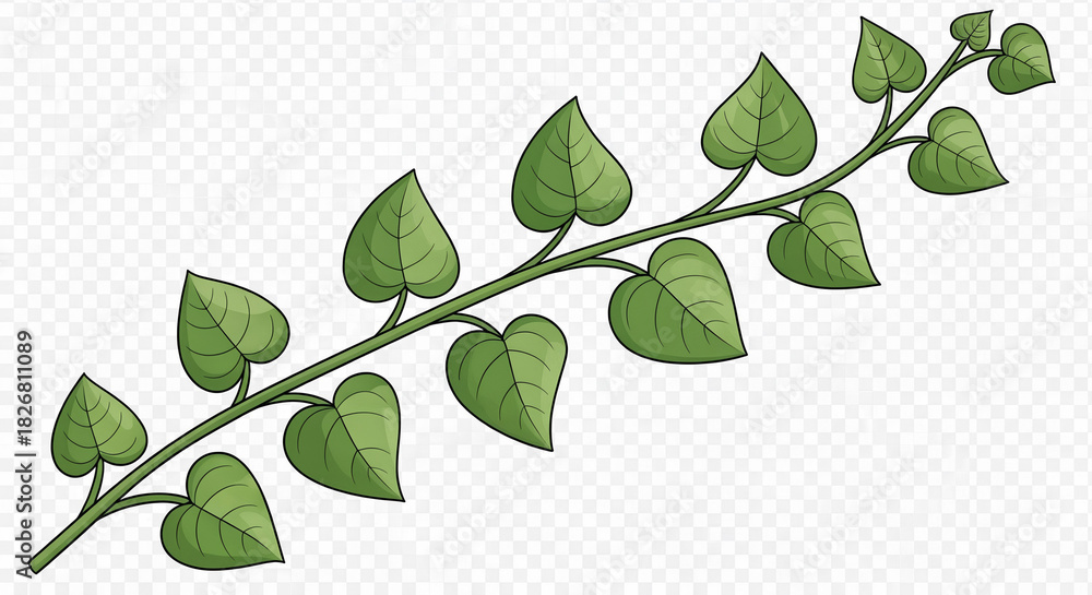 Obraz premium Green Vine or Creeper Branch with Heart-Shaped Leaves on Transparent Background