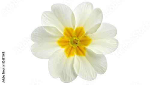 Overhead view of a single white flower with yellow center, detailed against a black backdrop