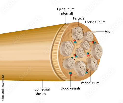 Cross-sectional anatomy of a peripheral nerve. Displays fascicles, axons, endoneurium, perineurium, internal epineurium, epineurial sheath, and accompanying blood vessels. 