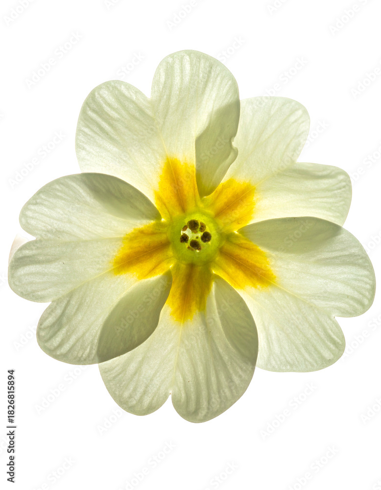 Obraz premium Top-down view of a fully bloomed, cream-colored flower with a bright yellow center