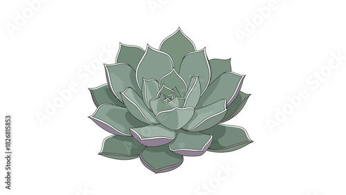 A beautiful green succulent plant illustration isolated on a white background.