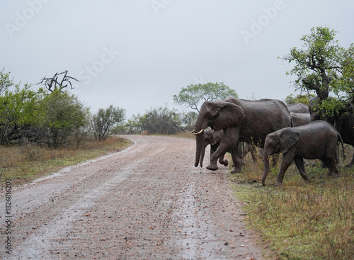 Herd of elephants crossing a road in Kruger National Park 