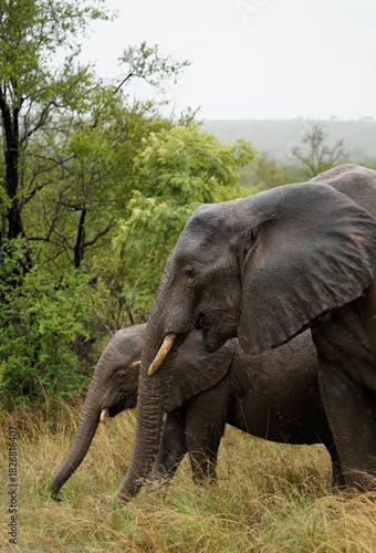 Large and baby elephant in Kruger National Park 