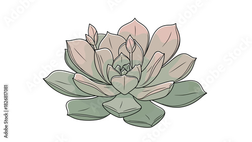 Detailed illustration of a succulent plant with layered petals and subtle color gradients.