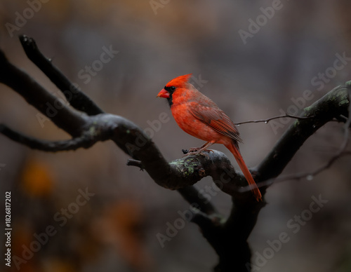 red cardinal on a branch with dark background