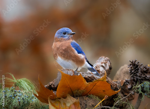 blue bird on a branch in autumn