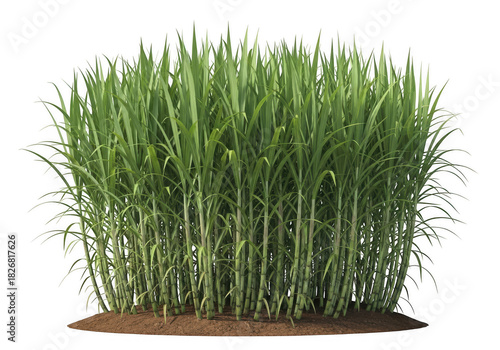 Lush green sugarcane crop growing upright in rich soil, isolated for agricultural, food, and bioenergy themes