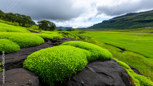 Green Moss Fields Meeting B...