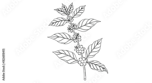 Illustration of a coffee branch with leaves, flowers, and ripening berries.
