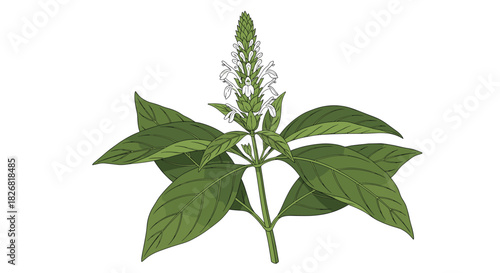 Illustration of a green plant with a tall spike of small white flowers.