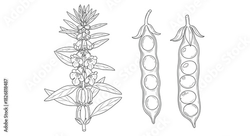 Line drawing of a sesame plant with flowers and two opened pods showing seeds, isolated on a white background.