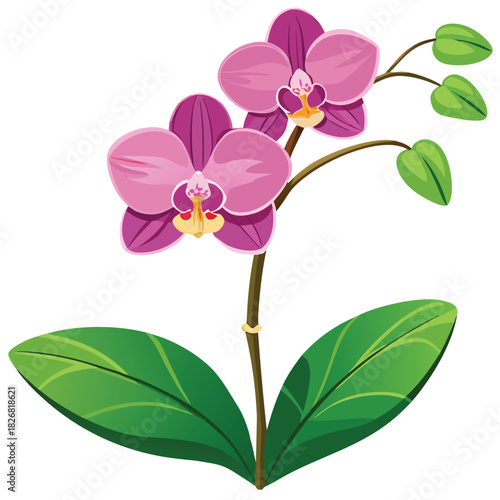 Beautiful pink orchid flowers for a white background composition