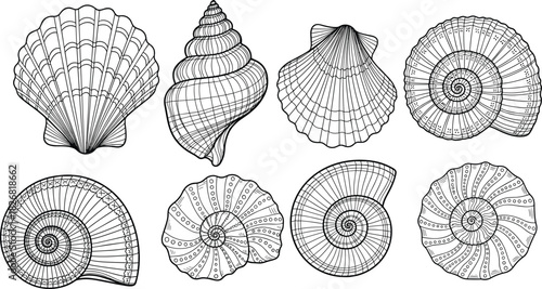 Seashell illustration collection, marine mollusk design, ocean nature elements, spiral and fan shell drawing with texture detail, flat vector