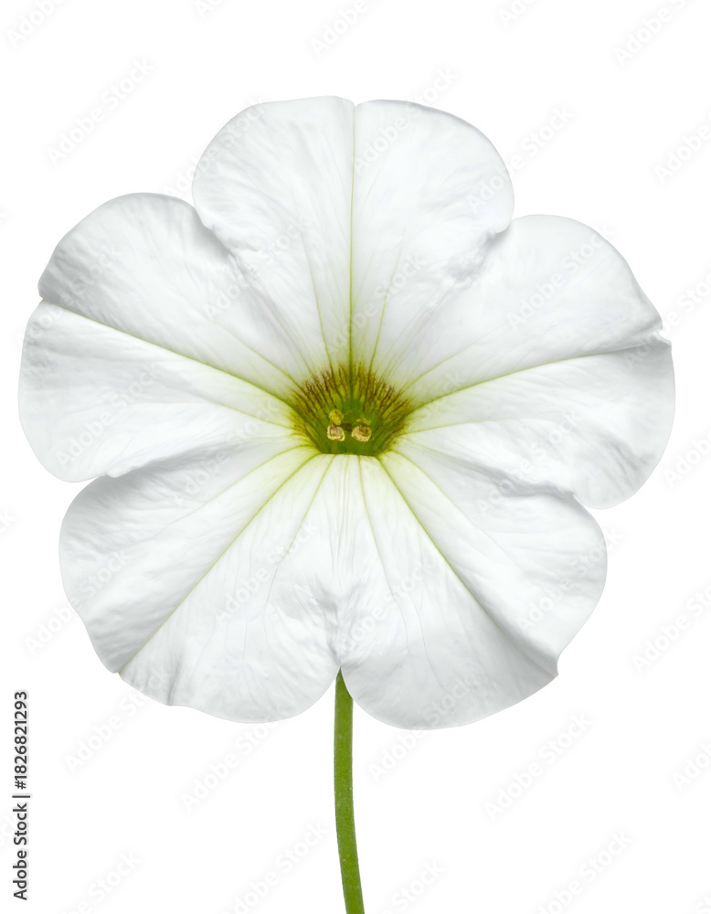 Fototapeta premium Isolated, pure white, five-petaled blossom against a black background