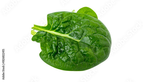 Close-up of a single, vibrant green, textured leaf, cut out on a stark black background