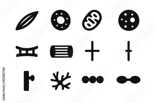 Cellular Structure Icons. Cellular structure. Solid icon set of Cellular structure: muscle cell, nucleus, mitochondria, cytoplasm, sarcolemma, myofibril,