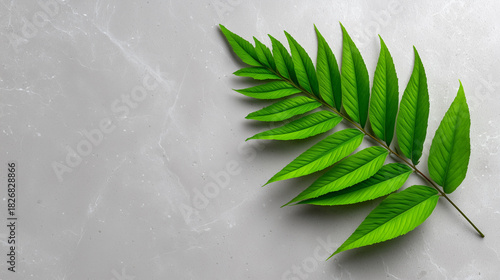 Single Fern Leaf on Smooth ...