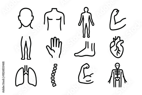 Anatomy Icon Set. Anatomy Icons. Line icon set of Anatomy Icons: head, torso, human silhouette, arms, legs, hand, foot, heart, lungs, spine, muscles, skeleton.