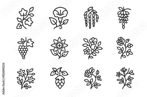 Climbing Plants Icons. Climbing plants. Line icon set of Climbing plants: ivy, vine, morning glory, wisteria, grapevine, passionflower, bougainvillea, creeper,