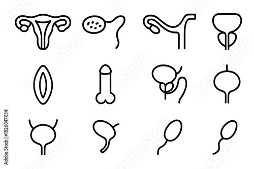 Reproductive System Icons. Reproductive System Anatomy. Line icon set of Reproductive System Anatomy: uterus, ovary, fallopian tube, cervix, vagina, penis,