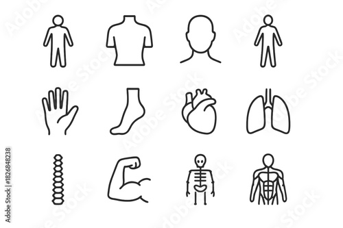 Human Silhouette Icon Set. Human Silhouette Icons. Line icon set of Human Silhouette Icons: human silhouette, torso, head, arms, legs, hand, foot, heart,