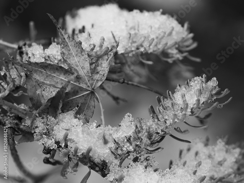 frost on leaf