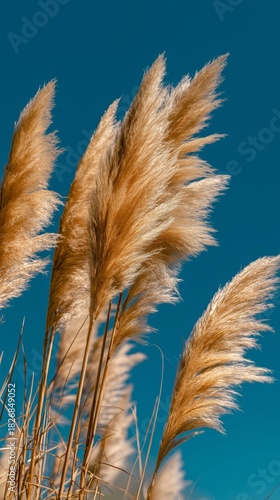 Golden Grass Sways in the Breeze Under a Clear Blue Sky at Midday
