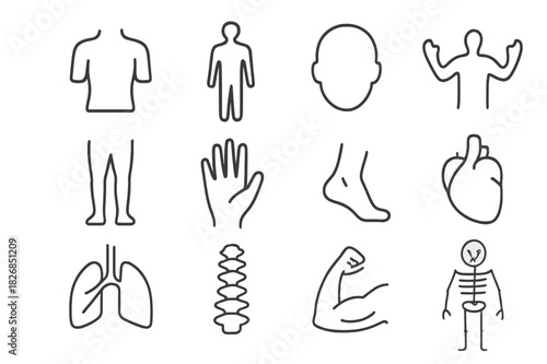 Human Body Icons. Human Body Icons. Line icon set of Human Body Icons: torso, human silhouette, head, arms, legs, hand, foot, heart, lungs, spine, muscles,