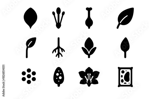 Flower Anatomy Icons. Flower anatomy. Solid icon set of Flower anatomy: petal, stamen, pistil, leaf, stem, root, bud, sepal, pollen, ovary, flower