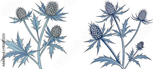 Illustration of Sea Holly flowers with spiky leaves